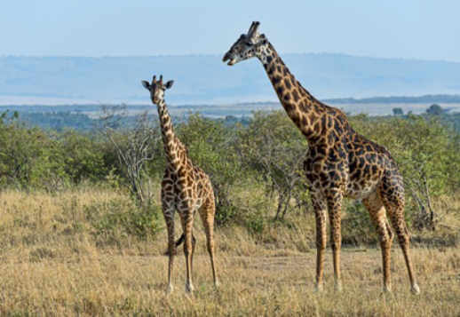 Ju vetëm mund të mahniteni! Vorschau