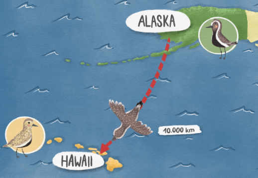 Nga Alaska në Hauai Vorschau