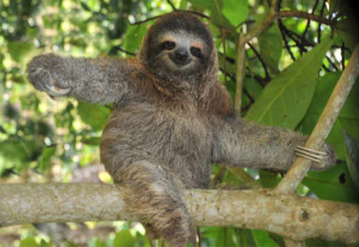 Tё lёvizёsh me ... Vorschau